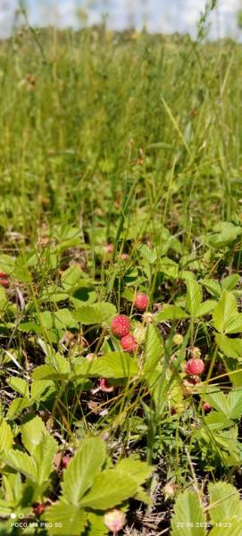 IMG_20220620_142512~2.jpg
