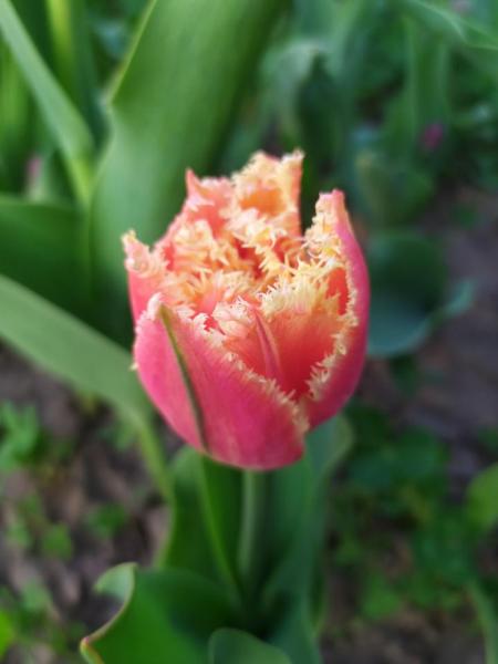 рабочий стол 886.jpg