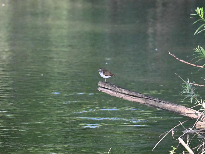 DSC_3343.JPG