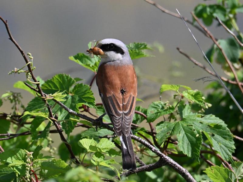 DSC_3575.JPG
