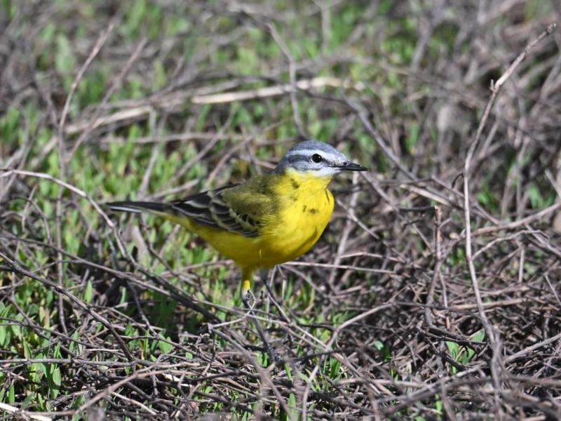 DSC_2742.JPG