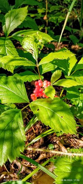 IMG_20250628_175601~3.jpg