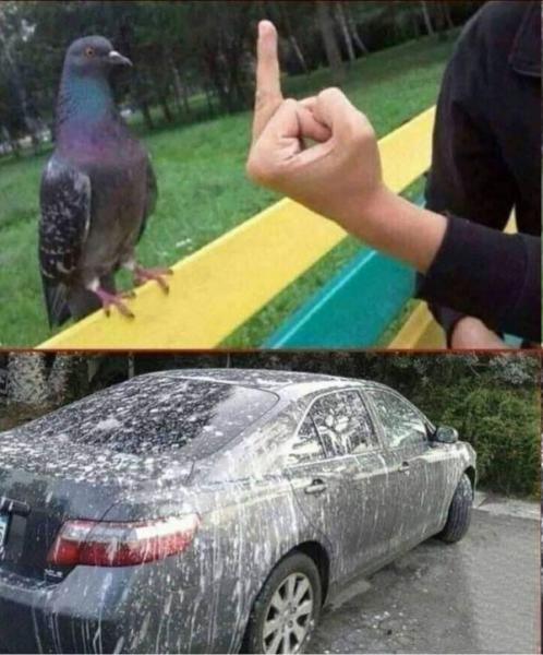 голубь.jpg