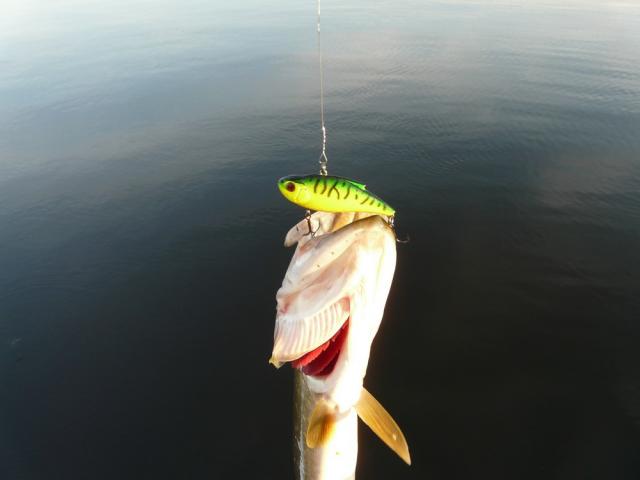 Прикрепленное изображение