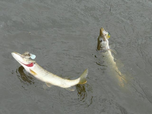 Прикрепленное изображение