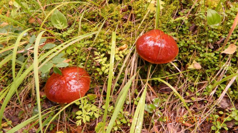 Прикрепленное изображение