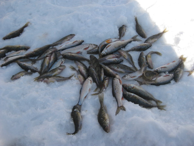 Прикрепленное изображение