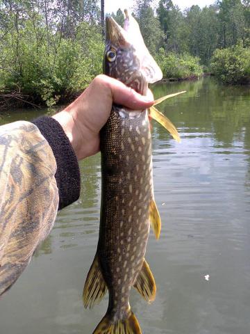 Прикрепленное изображение