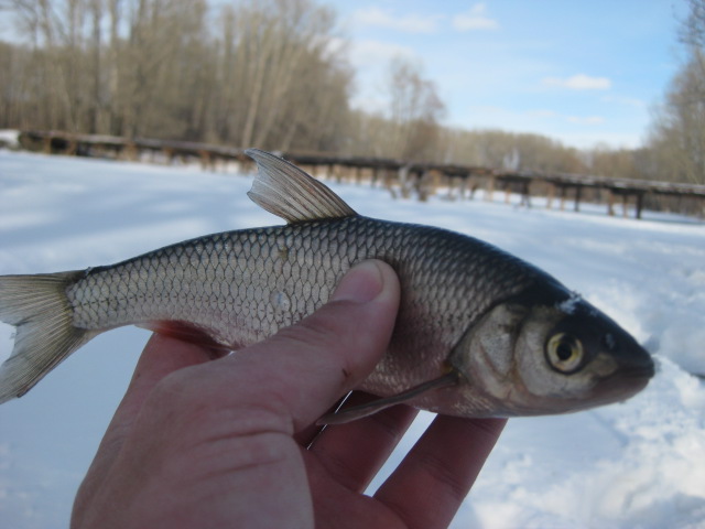 Прикрепленное изображение
