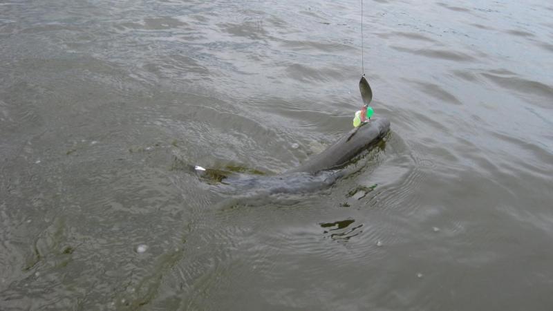 Прикрепленное изображение