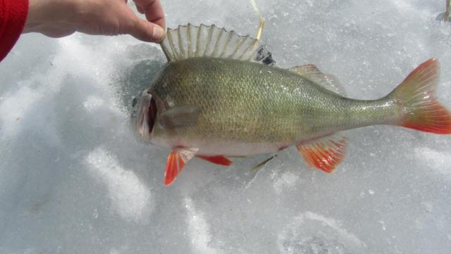 Прикрепленное изображение