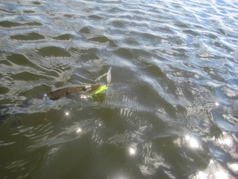 Прикрепленное изображение: IMG_6595.JPG