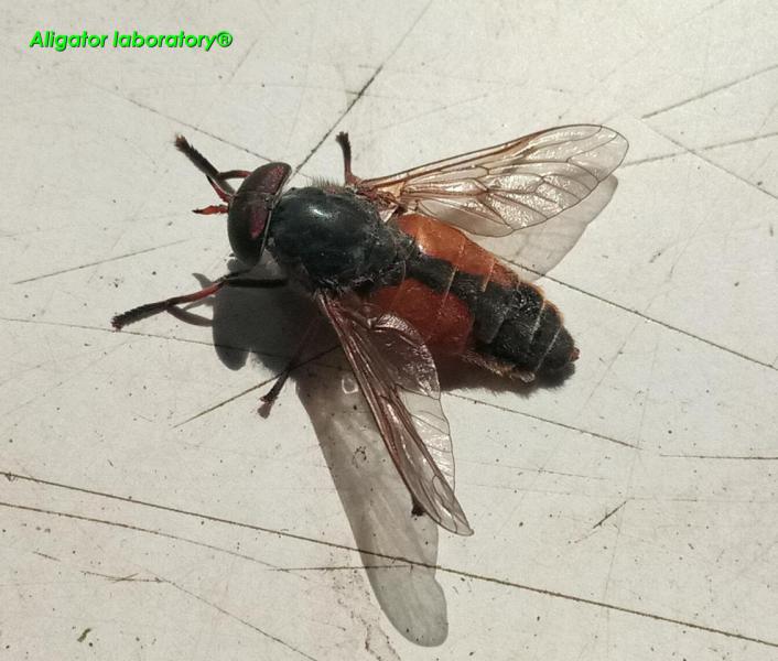 Кусучий Мух.jpg