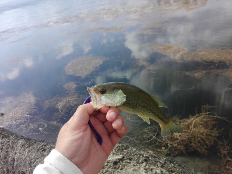 Прикрепленное изображение