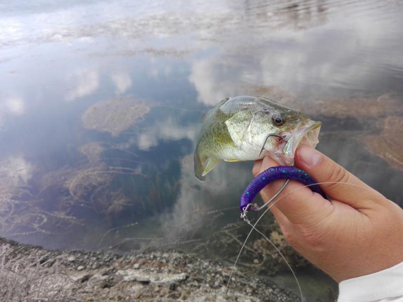 Прикрепленное изображение