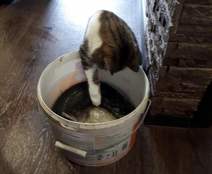 Прикрепленное изображение