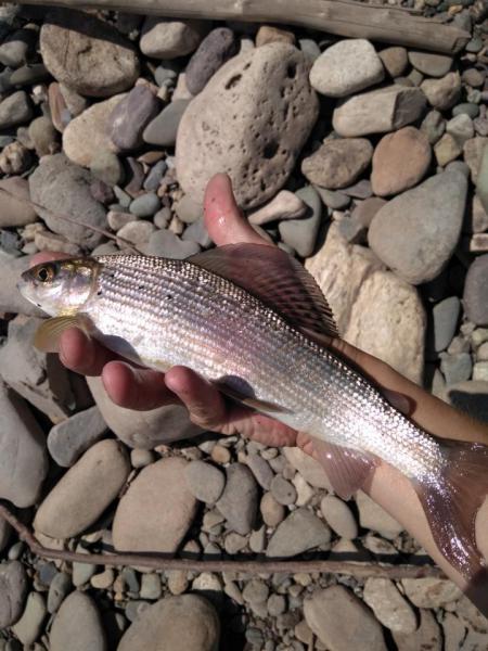 Прикрепленное изображение: IMG_20180729_114906.jpg