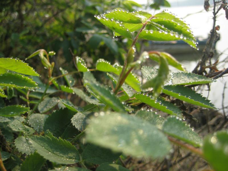 Прикрепленное изображение: IMG_7894.JPG