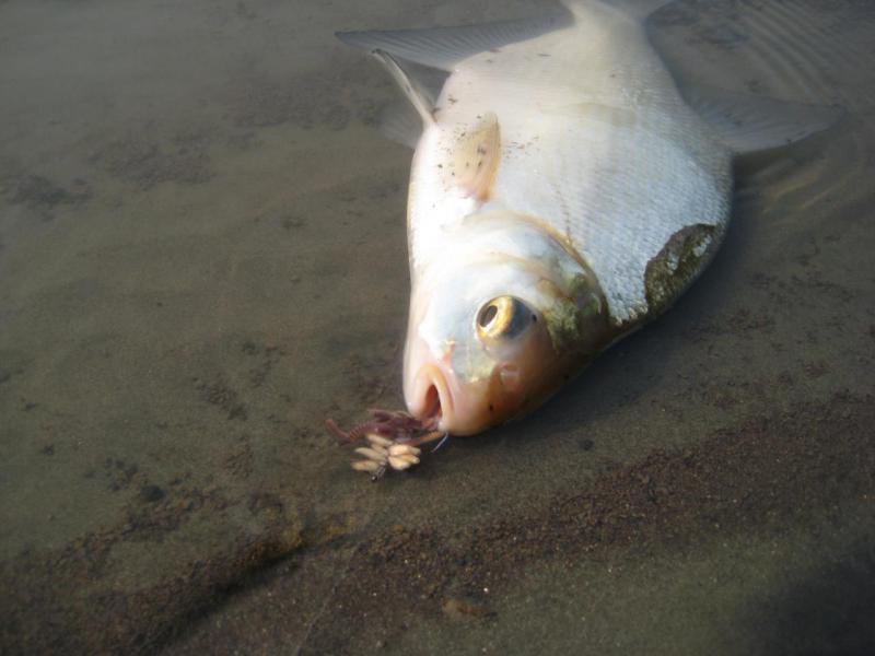 Прикрепленное изображение: IMG_7899.JPG