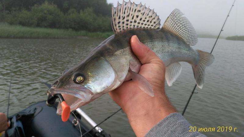 Прикрепленное изображение: P_20190720_073211_p.jpg