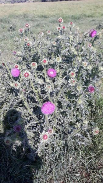 Прикрепленное изображение: ccs-2802-0-74369600-1563461737_thumb.jpg