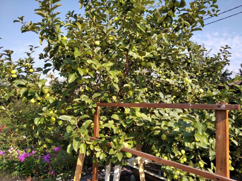 IMG_20200711_091450.jpg