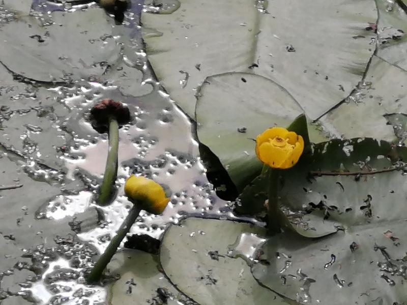 IMG_20200708_111944 (1280x960).jpg