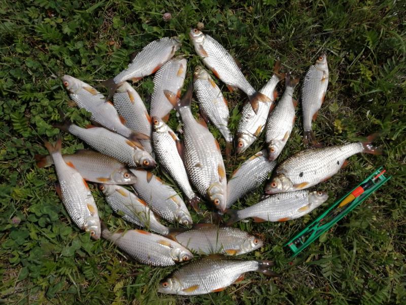 IMG_20200708_115826 (1280x960).jpg