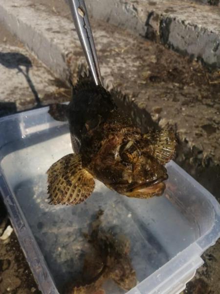 post-5403-0-30390700-1594188820_thumb.jp