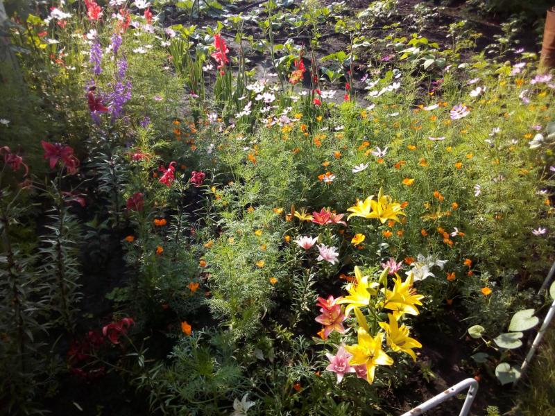 IMG_20200708_084459.jpg