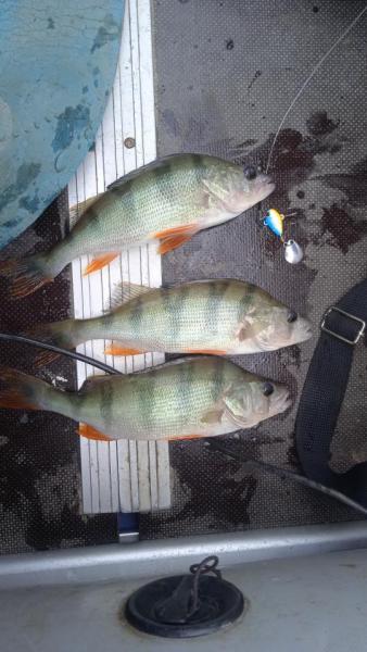 IMG-20250712-WA0008.jpeg