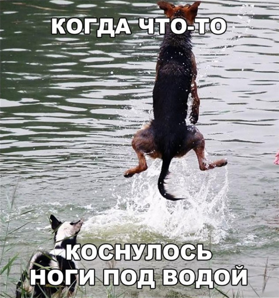 что то.jpg