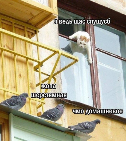 кот.jpg