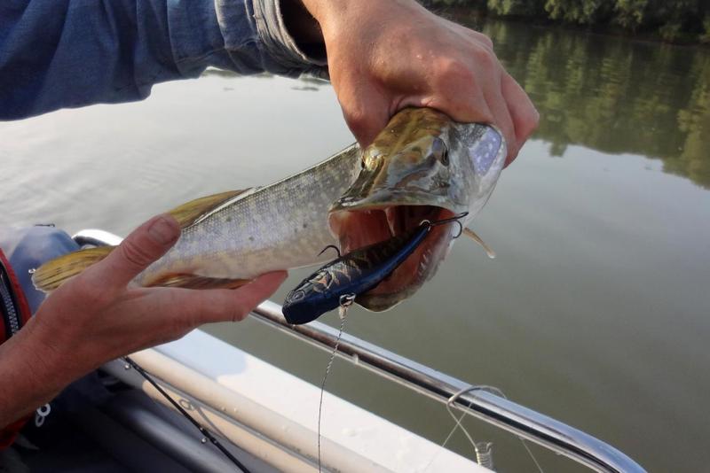 Прикрепленное изображение