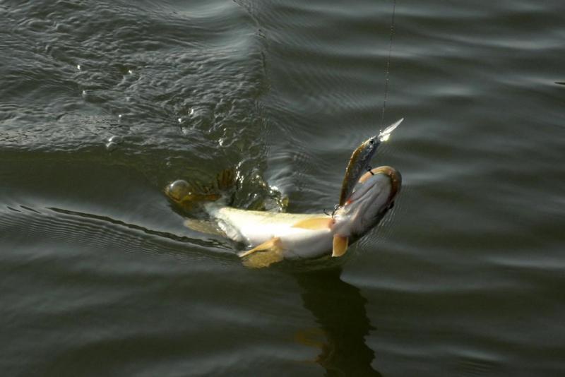 Прикрепленное изображение