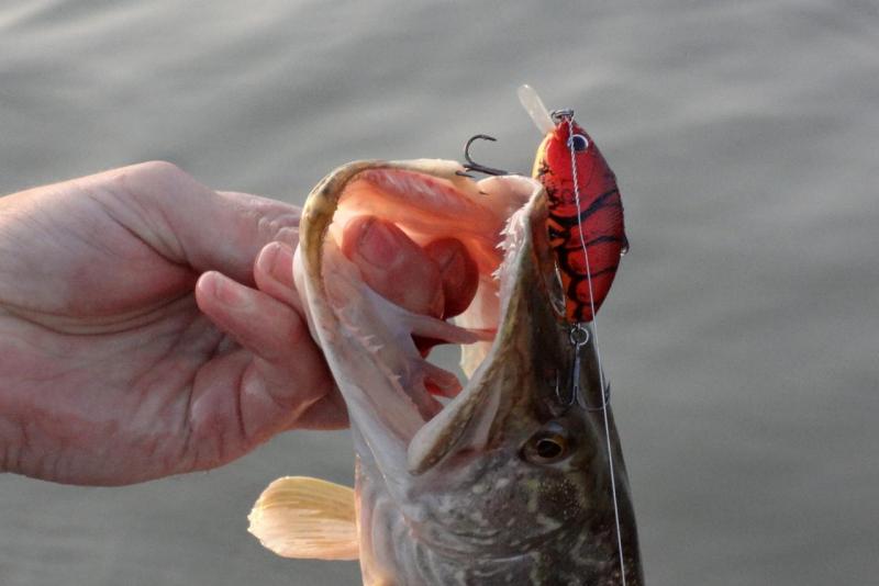 Прикрепленное изображение