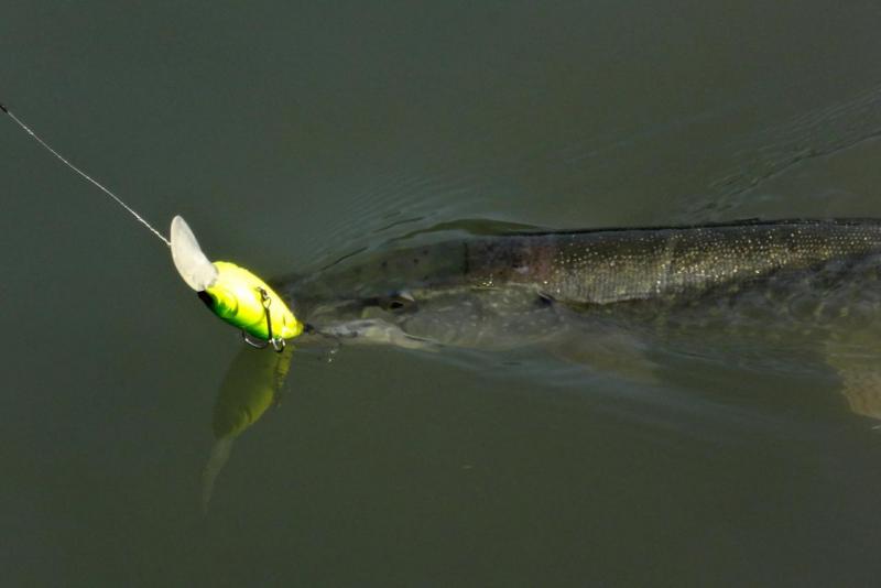 Прикрепленное изображение