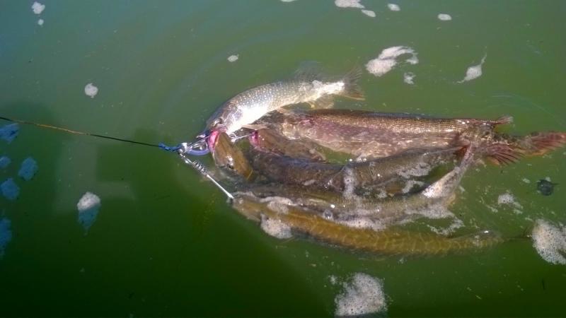 Прикрепленное изображение