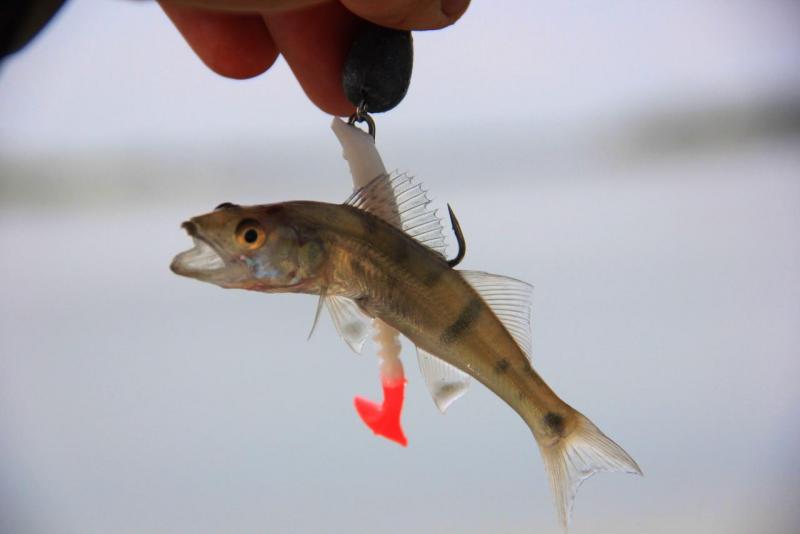 Прикрепленное изображение