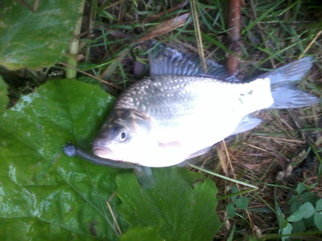 Прикрепленное изображение