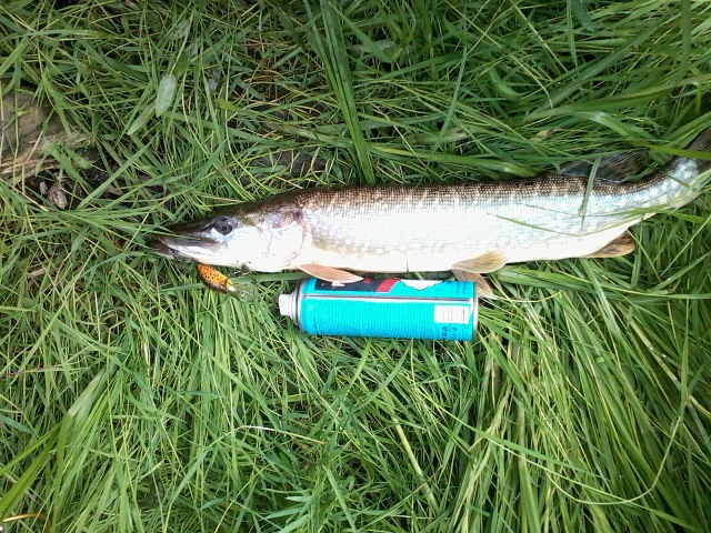 Прикрепленное изображение