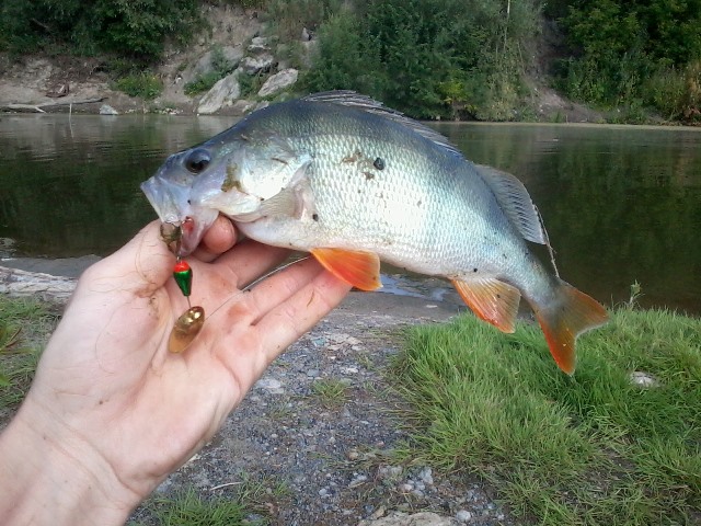Прикрепленное изображение