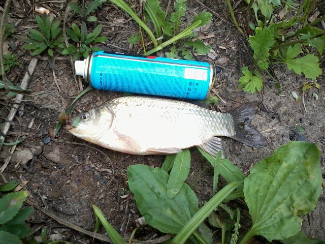 Прикрепленное изображение