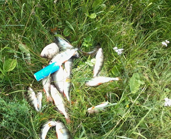 Прикрепленное изображение