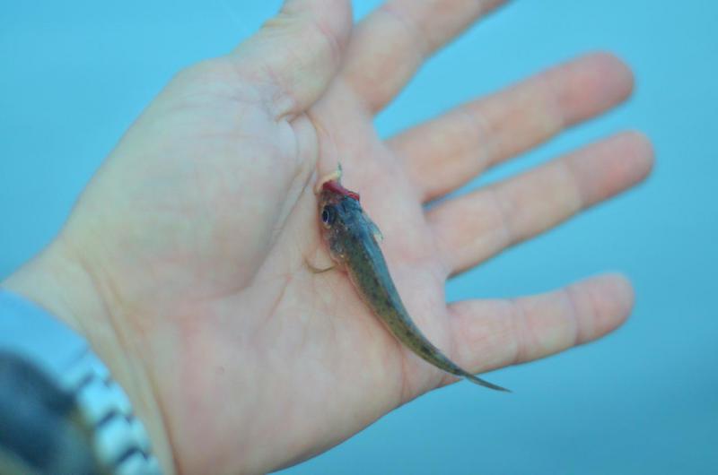 Прикрепленное изображение