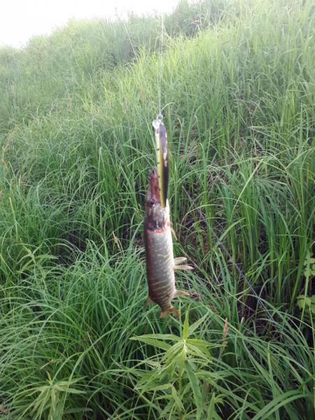 Прикрепленное изображение