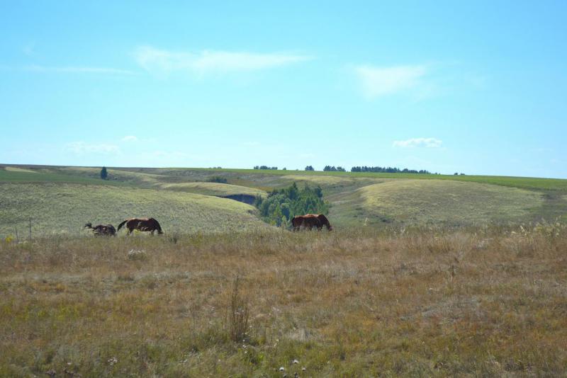 Прикрепленное изображение: DSC_0088.JPG