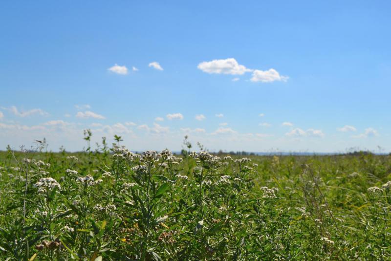 Прикрепленное изображение: DSC_0028.JPG