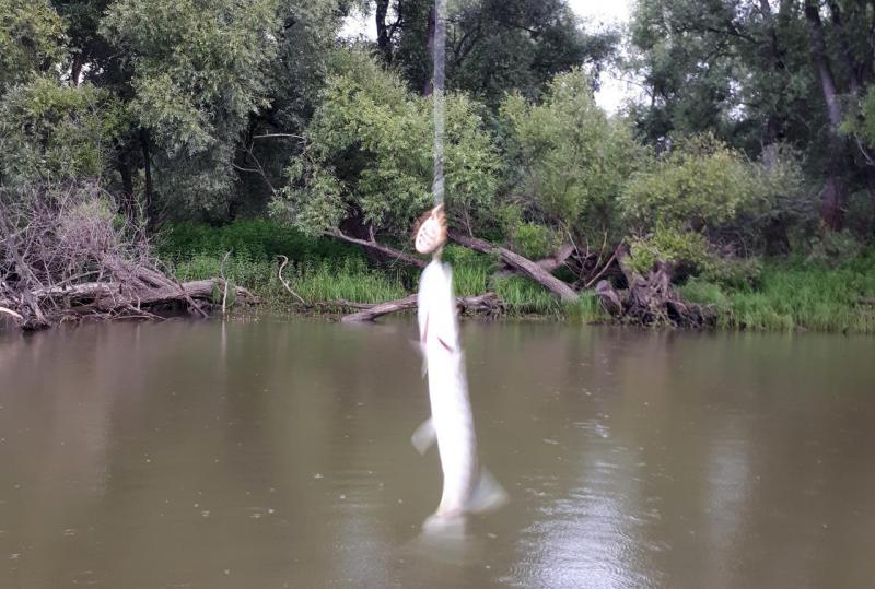 Прикрепленное изображение