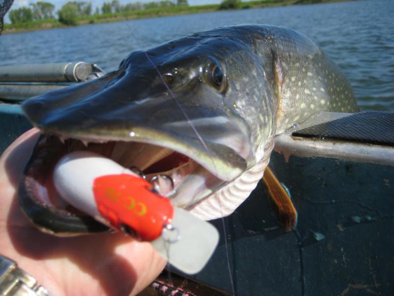 Прикрепленное изображение: IMG_6798.JPG